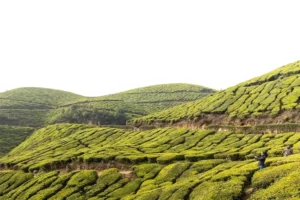 ESG 101: Environmental, Social and Governance Explained